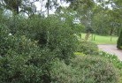 Lidcombe Northresidential-landscaping-35.jpg; ?>